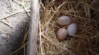 新鲜的鸡鸡蛋巢桩棕色（的）鸡蛋巢
