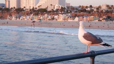 加州<strong>夏季</strong>海滩审美粉红色的日落可爱的有趣的海金码头栏杆海洋波散焦人海滨<strong>周</strong>末房子紫色的日落圣诞老人莫妮卡这些洛杉矶美国