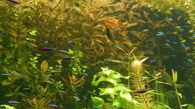 色彩斑斓的生动的<strong>荧光</strong>小鱼发光河新鲜的水水族馆绿色藻类水生植物发光的闪亮的生态系统充满活力的装饰坦克生物<strong>荧光</strong>小鱼
