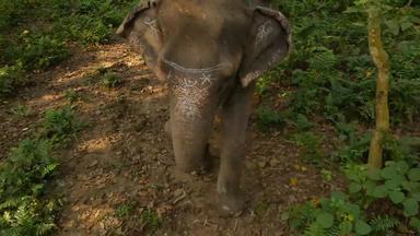 奇旺国家公园尼泊尔游客徒步旅行之旅大象走森林Safari观察犀牛阳光雄伟的热带丛林