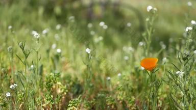 色彩斑斓的野花开花春天早....草地自然植物背景花精致的布鲁姆软焦点园艺加州美国五彩缤纷的浪漫的春天植物区系草本植物各种