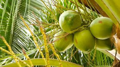 特写镜头异国情调的绿色棕榈树叶子集群年轻的新鲜的轮椰子水果牛奶内部自然纹理热带象征夏天常绿植物健康的有机素食者食物