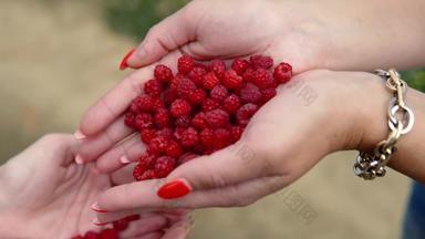 女人持有新鲜的收集<strong>树莓</strong>农场