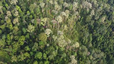 空中视图<strong>马来西亚热带</strong>雨林