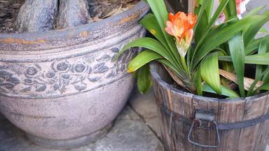 故乡布什南非黑人莉莉花加州美国君子兰miniata<strong>橙</strong>色艳丽的异国情调的激烈的充满<strong>活力</strong>的植物布鲁姆首页花园设计生动的植物区系木能热带室内植物花卉栽培