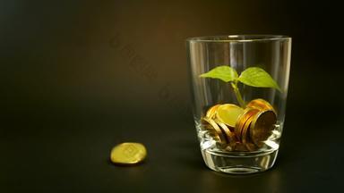 金硬币玻璃Jar绿色叶发芽黑色的背景旋转扭旋转旋转一分钱