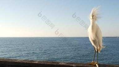 白色雪白鹭码头栏杆加州美国海洋海滩海水波沿海鹭鸟