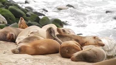海狮子岩石小艇好玩的野生有耳的海豹爬行太平洋海洋岩石有趣的困了野生动物动物受保护的海洋哺乳动物自然栖息地三迭戈加州美国