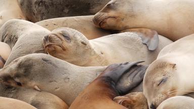 海狮子岩石小艇野生有耳的海豹休息太平洋海洋石头有趣的懒惰的野生动物动物睡觉受保护的海洋哺乳动物自然栖息地三迭戈加州美国