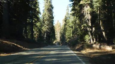 开车汽车红杉资本森林的角度来看视图车大红木松柏科的树巷道国王峡谷路旅行国家公园北部加州美国搭便车旅行