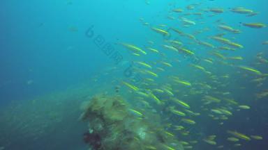 海洋潜水潜水水下色彩斑斓的热带珊瑚礁海景学校海鱼<strong>深海</strong>洋软硬珊瑚水生生态系统天堂背景水极端的体育运动爱好