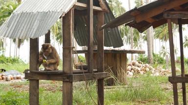 可爱的猴子工人休息椰子收获收集动物劳动圈养链农场坚果准备好了石油纸浆生产传统的亚洲农业泰国
