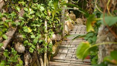 椰子日益增长的装饰花园异国情调的热带椰子挂手掌绿色叶子基斯太阳海滩KOHPhangan