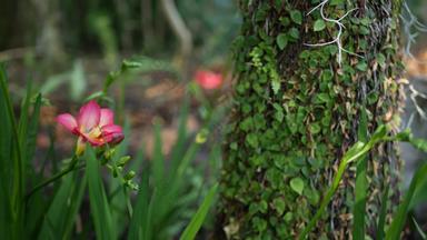 小小苍兰风信子<strong>紫</strong>色的花森林加州美国春天早....<strong>大气</strong>精致的小<strong>紫</strong>罗兰色的粉红色的绿色植物春天仙女植物纯新鲜荒野木生态系统