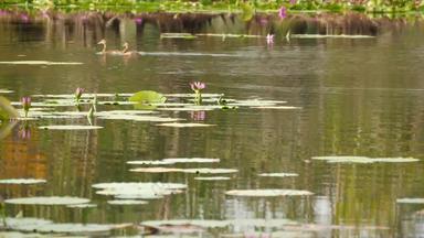 鸭子湖水百合粉红色的<strong>荷花</strong>悲观的水反<strong>映</strong>鸟迁徙鸟野生异国情调的热带景观池塘环境保护濒临灭绝的物种概念