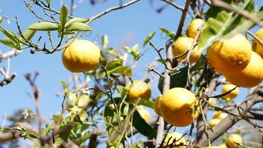 柑橘类橙色<strong>水果</strong>只无叶的树加州美国春天花园美国当地的农业农场种植园<strong>家园</strong>园艺多汁的新鲜的异国情调的热带收获分支蓝色的天空