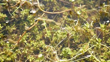 鱼水下生活池塘湖浅淡水河<strong>生物多样</strong>性水生生态系统阳光照射的绿色叶子鱼池