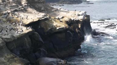棕色（的）鹈鹕喉咙袋double-crested鸬鹚钓鱼岩石小艇湾海鸟大嘴悬崖太平洋海洋自然栖息地三迭戈加州美国