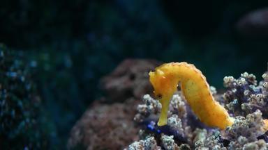 海马在珊瑚水族馆特写镜头黄色的海马游泳美妙的珊瑚清洁水族馆水海洋水下热带生活自然背景