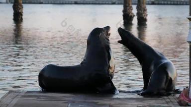 海狮子<strong>假山</strong>码头加州美国加州海洋海岸野生动物野生密封海水