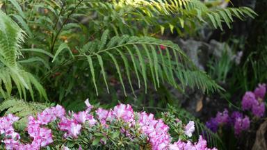杜鹃花杜鹃<strong>紫色</strong>的花森林加州美国春天早....<strong>大气</strong>精致的紫罗兰色的粉红色的开花绿色蕨类植物植物叶状体叶子春天仙女植物纯新鲜木