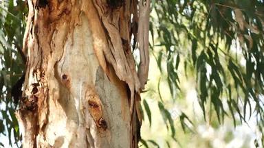 桉树加州美国本地的澳大利亚口香糖树风绿色叶子桃金娘春天新鲜的春天大气荒野美国植物森林自然植物绿色植物