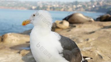 有趣的海金鸟岩石海豹海狮子<strong>假山</strong>小艇湾好奇的白色海鸥太平洋海洋野生海洋哺乳动物动物自然栖息地三迭戈加州美国