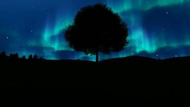 孤独的树北部灯天空