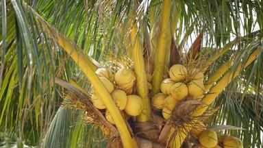 特写镜头异国情调的黄色的生年轻的新鲜的椰子日益增长的绿色棕榈叶子阳光明媚的一天自然<strong>纹理</strong>热带象征夏天常<strong>绿植</strong>物健康的有机素食者食物