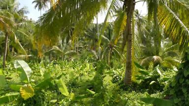 明亮的绿色植物香蕉种植园椰子棕榈树阳光明媚的一天泰国典型的景观泰国传统的农业亚洲明亮的多汁的异国情调的热带叶子背景