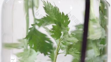 慢运动宏拍摄新鲜的有机芹菜分支叶子把水玻璃健康的蔬菜素食主义者蔬菜水果有机植物基于食物花园收获