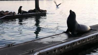 海狮子假山码头加州美国加州海洋海岸野生动物野生密封海水