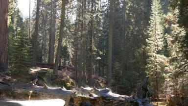雾不断上升的红杉资本森林下降红木树干原始木有雾的早....松柏科的林地国家公园北部加州美国大被连根拔起松树阴霾阳光