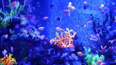 色彩斑斓的生<strong>动</strong>的<strong>鱼</strong>发光紫罗兰色的水族馆紫外线光紫色的荧光热带水生天堂异国情调的背景发光的闪亮的生态系统充满活力的幻想装饰霓虹灯坦克