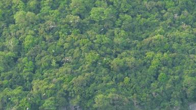 群鹳飞行热带岛屿飙升的鸟象征自由自然概念保护环境濒临灭绝的物种动物国家公园