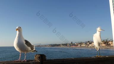 <strong>白色</strong>雪白鹭码头栏杆加州美国海洋海滩海水波沿海鹭鸟