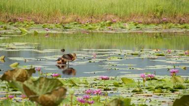 鸭子湖水百合粉红色的<strong>荷花</strong>悲观的水反<strong>映</strong>鸟迁徙鸟野生异国情调的热带景观池塘环境保护濒临灭绝的物种概念