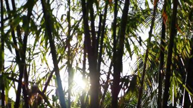 模糊关闭明亮的多汁的异国情调的热带丛林叶子纹理背景Copyspace郁郁葱葱的树叶花园摘要自然黑暗绿色植被背景模式野生夏天雨森林