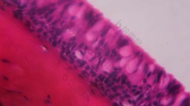 anodonta鳃纤毛上皮细胞显微镜摘要粉红色的紫色的颜色白色背景