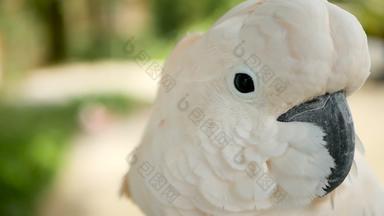 摩鹿加群岛的伞凤头鹦鹉肖像白色鹦鹉异国情调的流行鸟热带热带雨林印尼岛屿