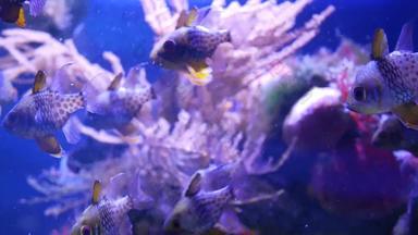 物种软珊瑚鱼莉拉克水族馆紫罗兰色的紫外线光紫色的荧光热带水生天堂异国情调的背景珊瑚粉红色的充满活力的幻想装饰<strong>坦克</strong>
