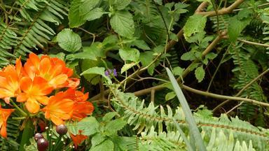 <strong>故乡</strong>布什南非黑人莉莉花加州美国君子兰miniata橙色艳丽的异国情调的激烈的充满活力的植物布鲁姆热带丛林热带雨林大气自然花园生动的新鲜的多汁的绿色植物