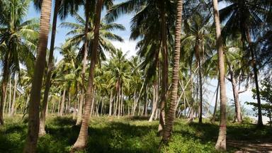 棕榈树海滨<strong>椰子</strong>棕榈树绿色草海滩泰国阳光明媚的一天种植园热带天堂异国情调的国家生态系统干扰森<strong>林</strong>砍伐
