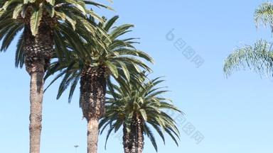 手掌这些洛杉矶加州美国夏季审美圣诞老人莫妮卡威尼斯海滩太平洋海洋清晰的蓝色的天空<strong>标志性</strong>的棕榈树大气贝弗利山好莱坞共鸣
