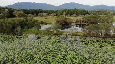 平静池塘荷花无人机视图莲花叶子浮动表面宁静的湖绿色农村KOH寒天堂岛泰国山背景自然保护