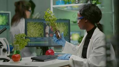 非洲女人研究员分析转基因生物番茄树苗