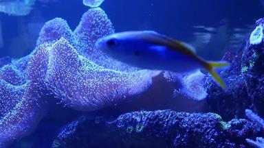 物种软珊瑚鱼莉拉克水族馆紫罗兰色的紫外线光紫色的荧<strong>光热</strong>带水生天堂异国情调的背景珊瑚粉红色的充满活力的幻想装饰坦克