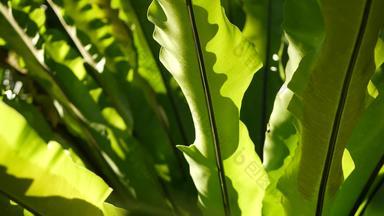 鸟的巢蕨类<strong>植物</strong>黑暗绿色叶子异国情调的热带亚马逊丛林热带雨林时尚的时尚的<strong>植物</strong>大气自然郁郁葱葱的树叶生动的绿色<strong>植物</strong>天堂审美Asplenium尼杜斯<strong>植物</strong>叶