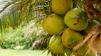 特写镜头异国情调的绿色棕榈树叶子集群年轻的新鲜的轮椰子水果牛奶内部自然纹理热带象征夏天常绿植物健康的<strong>有机素食者</strong>食物