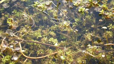 鱼水下生活池塘湖浅淡水河生物多样性水生生态系统阳光照射的绿色叶子<strong>鱼池</strong>